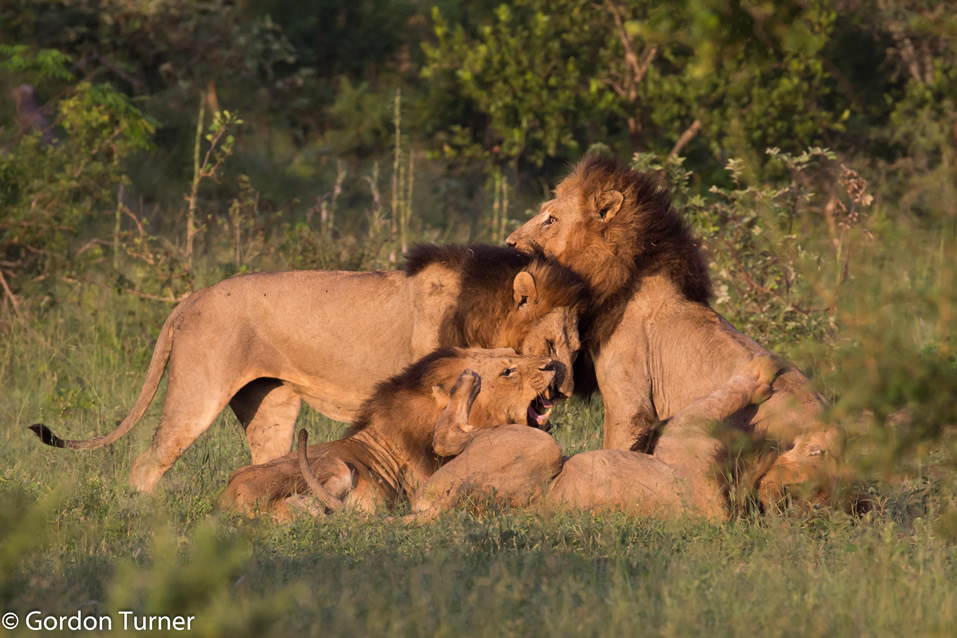 <h2>The Best of South Africa Escorted 2019</h2>Kruger Safari, Cape Town, the Winelands & Garden Route | 14 Nights | 5 Rounds | February 23 - March 9